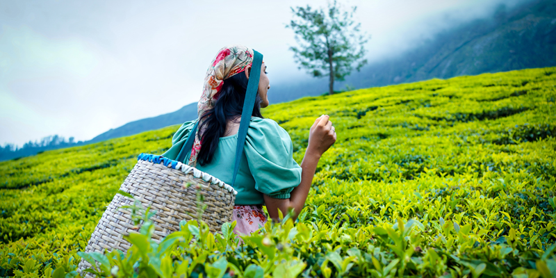 Munnar Tea Plantations