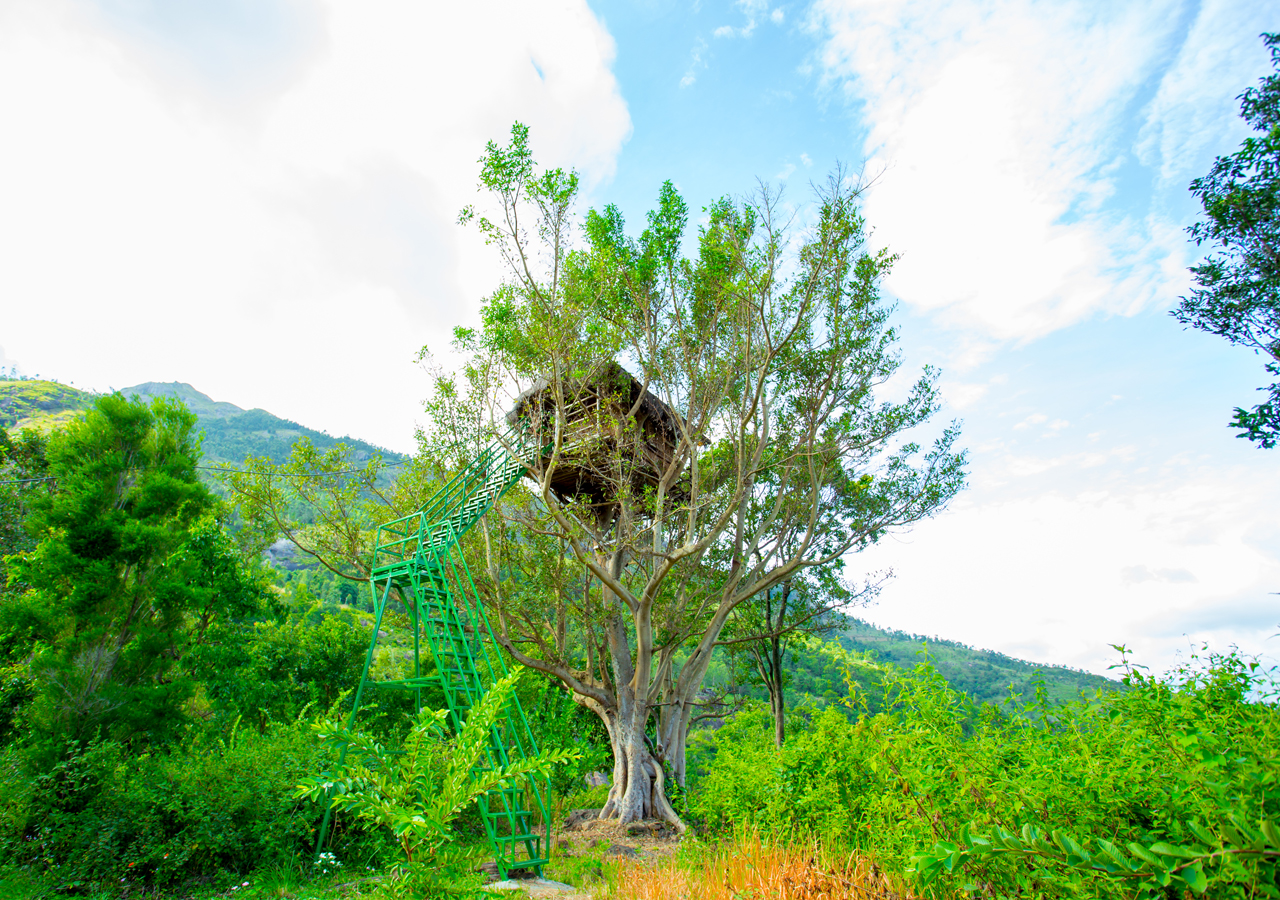 Tree House Munnar