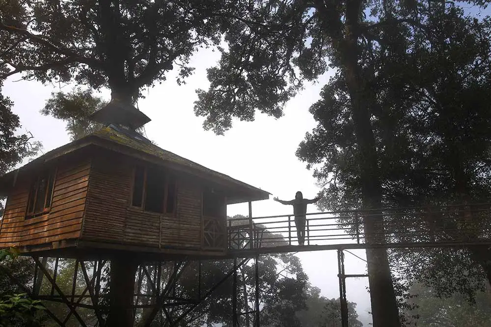 Tree house