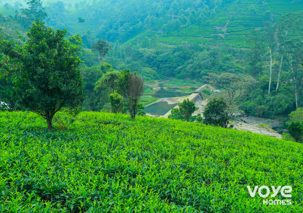 tourist places in Munnar