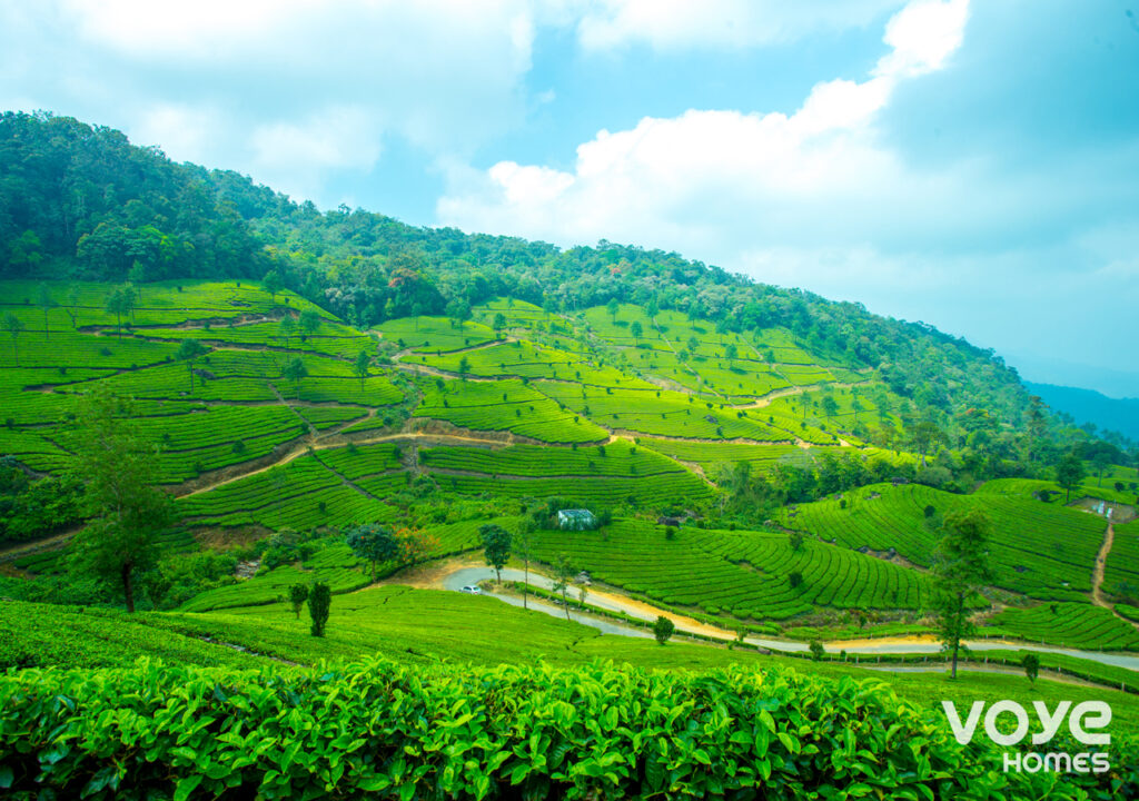 munnar hills