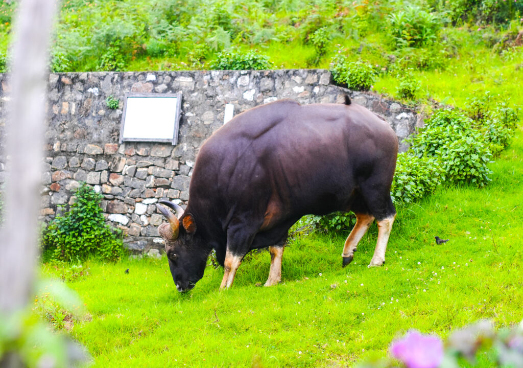 wild animals in kodaikanal