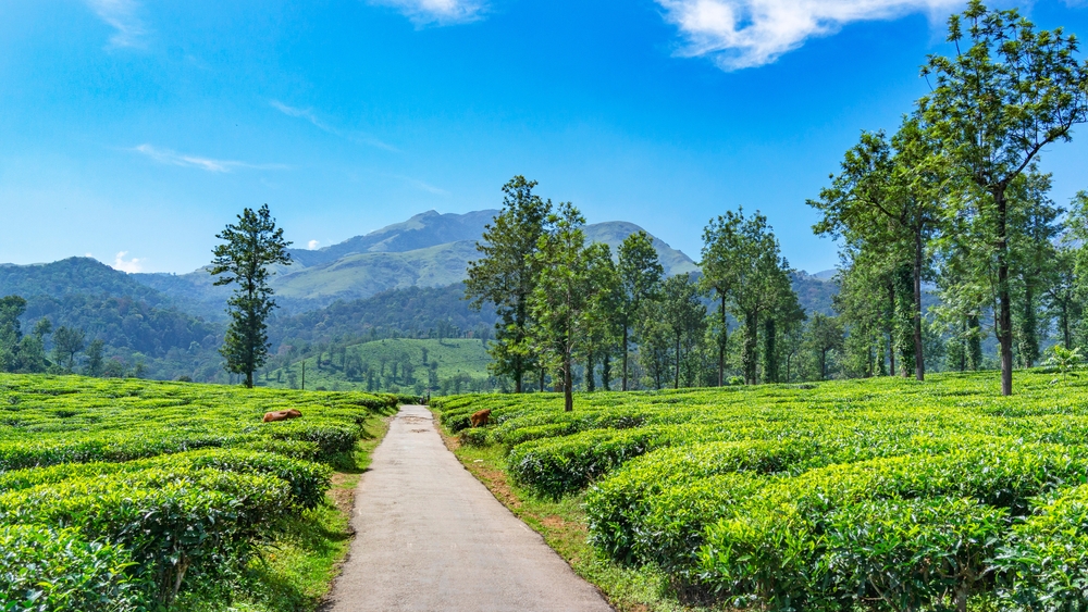 tourist places in wayanad