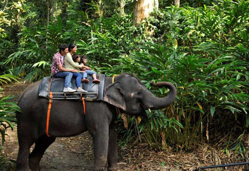 elephant park thekkady