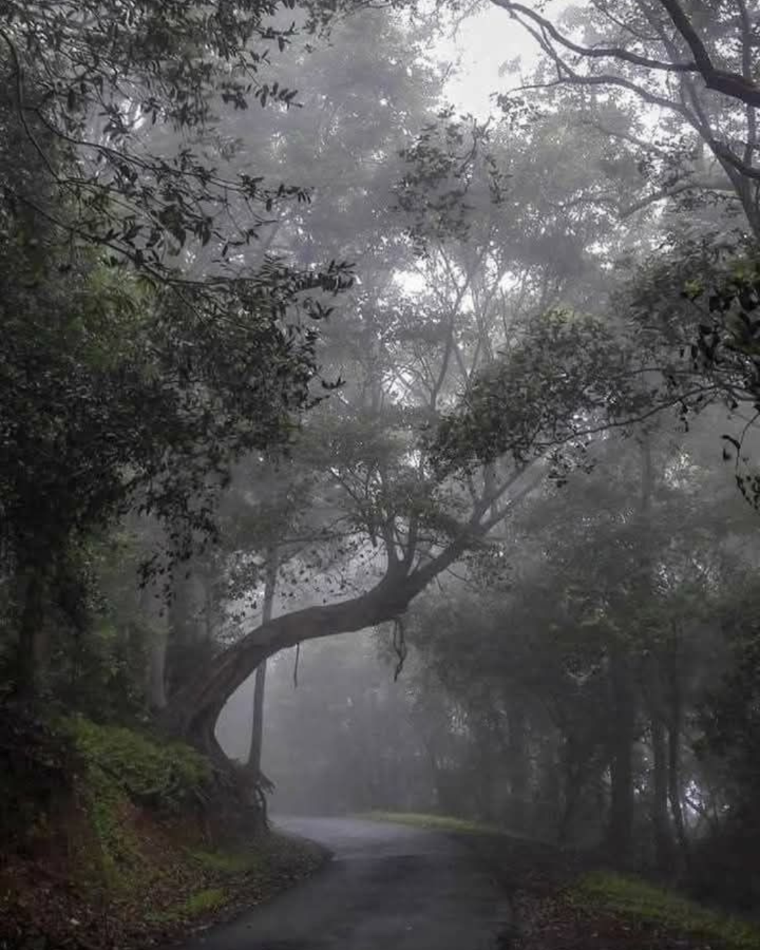 wayanad