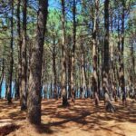 Tranquil Pine Forest