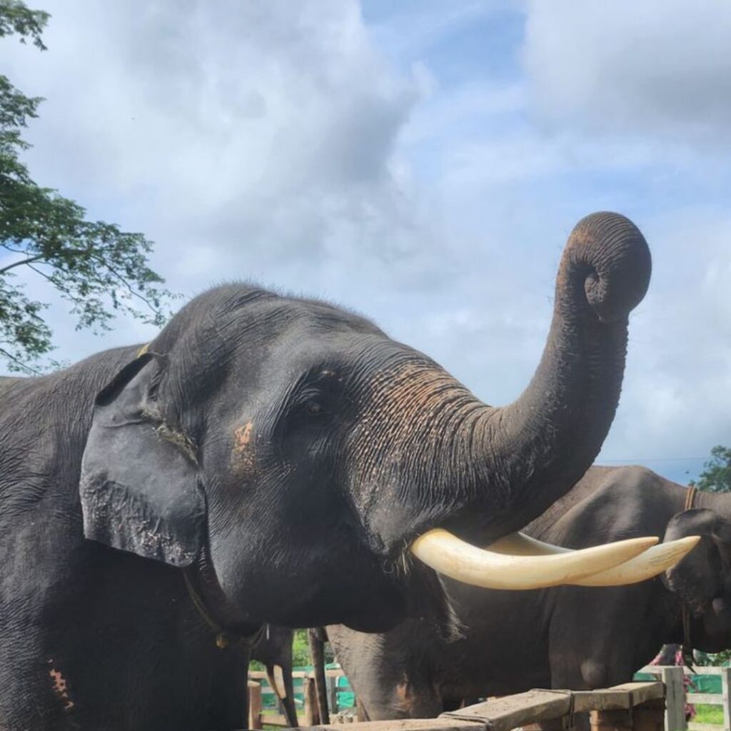 elephant park coorg