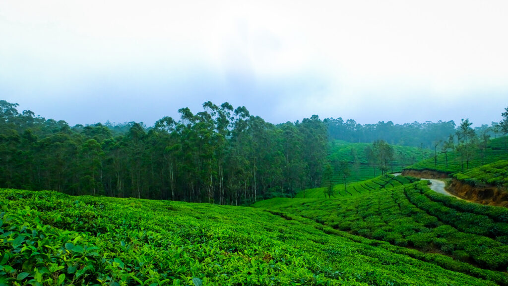 thekkady
