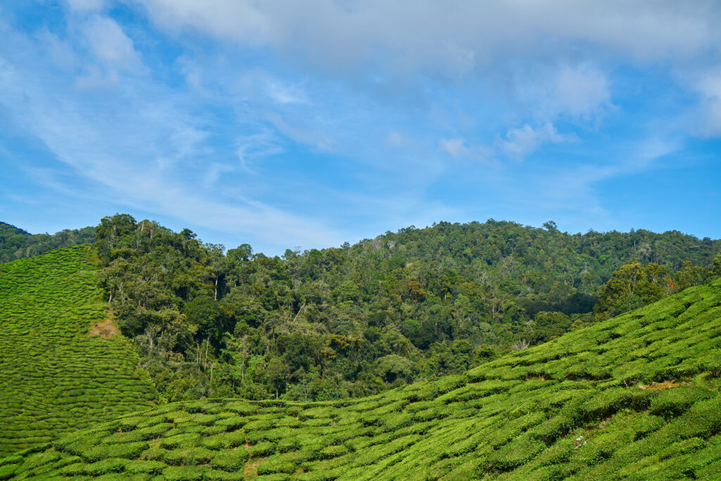 tourist places in Vagamon