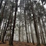 pine forest