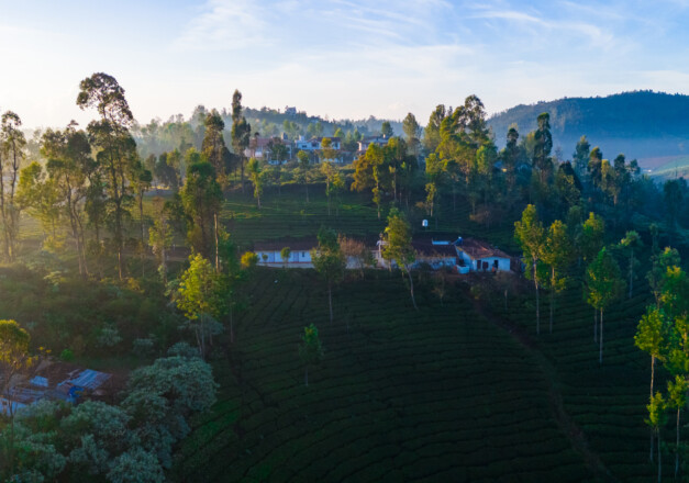 tea estate ooty