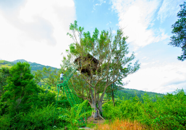 Munnar Tree House