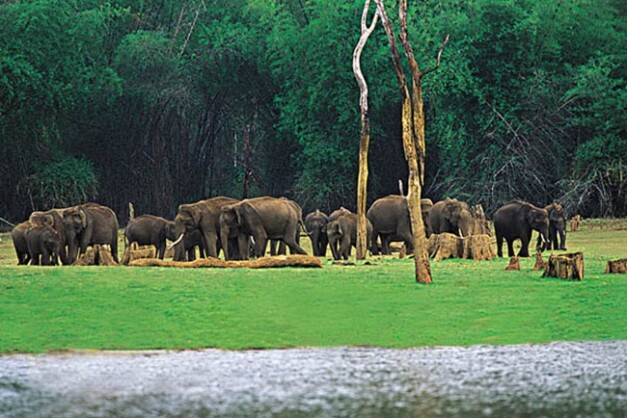 Thekkady-in-Kerala-Periyar-Wildlife-Sanctuary
