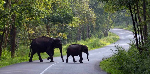 ooty vs thekkad vs coorg