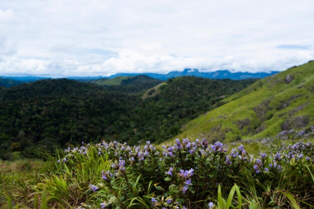 neelakurunji munnar