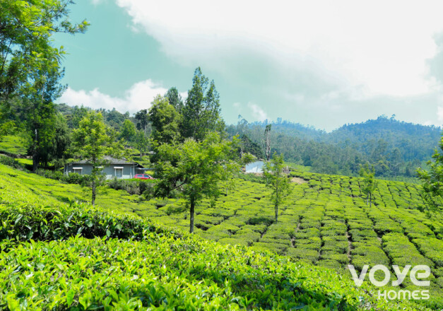 Tea Plantations & Tea Bungalows of Munnar